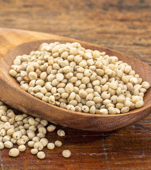 IB Jowar/Sorghum Millet