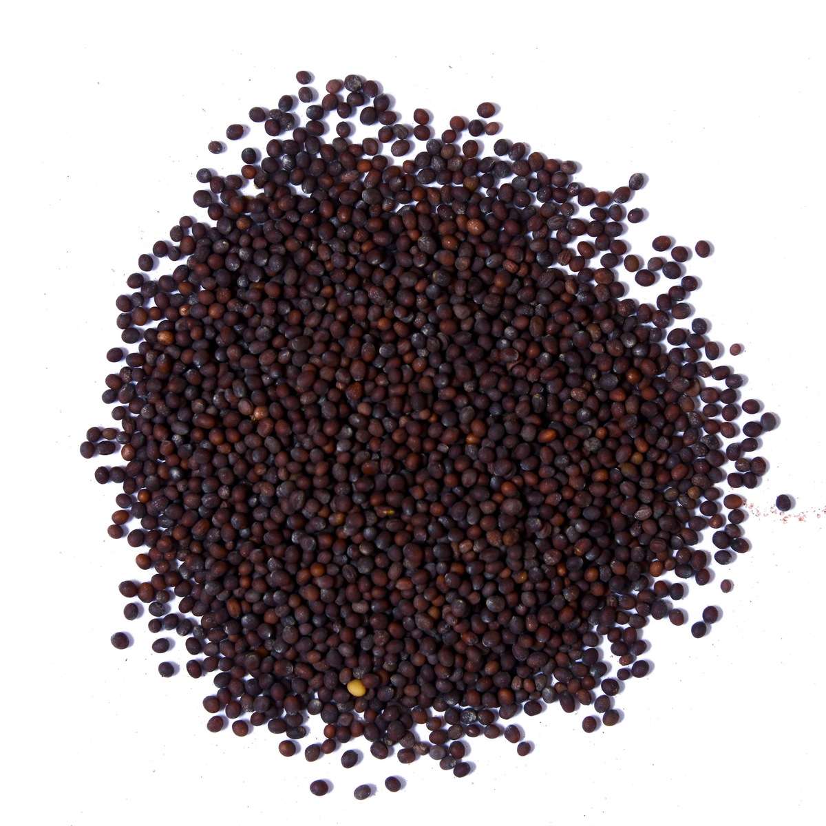IB Mustard seeds (Big) | IndiaBazaar.co.za